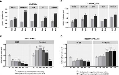 <mark class="highlighted">Functional genomic analysis</mark> of K+ related salt-responsive transporters in tolerant and sensitive genotypes of rice
